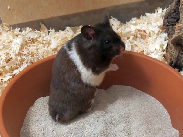 Hamsterhilfe Südwest Goldhamster Black Banded
