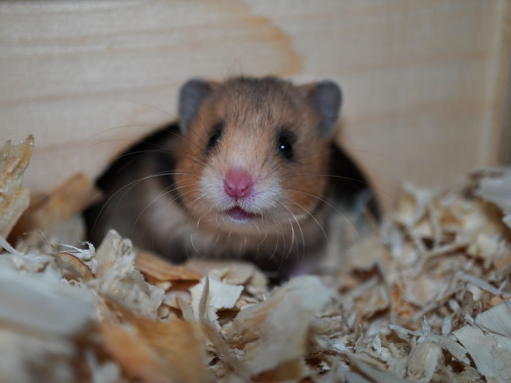 Teddyhamster Walkyr von der Hamsterhilfe Südwest