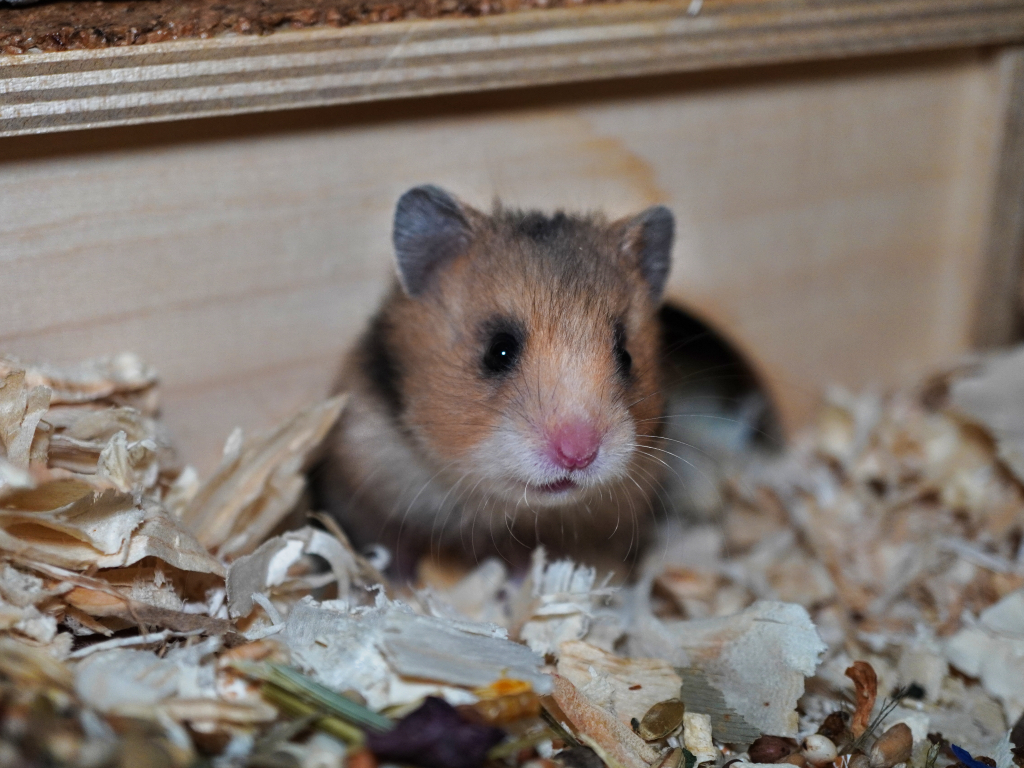 Teddyhamster Walkyr von der Hamsterhilfe Südwest