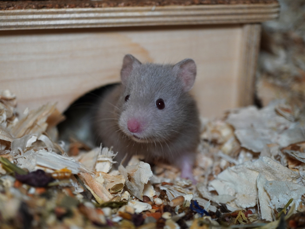 Teddyhamster Witch von der Hamsterhilfe Südwest