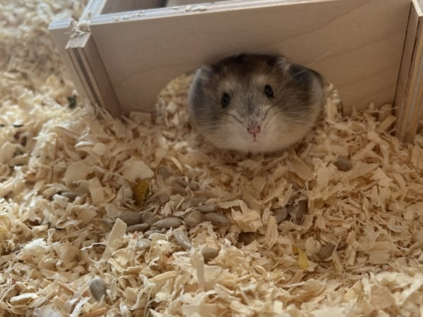 Biskuit Hamsterhilfe Südwest Zwerghamster