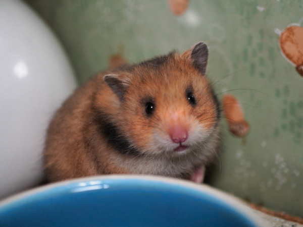 Teddyhamster Walkyra von der Hamsterhilfe Südwest