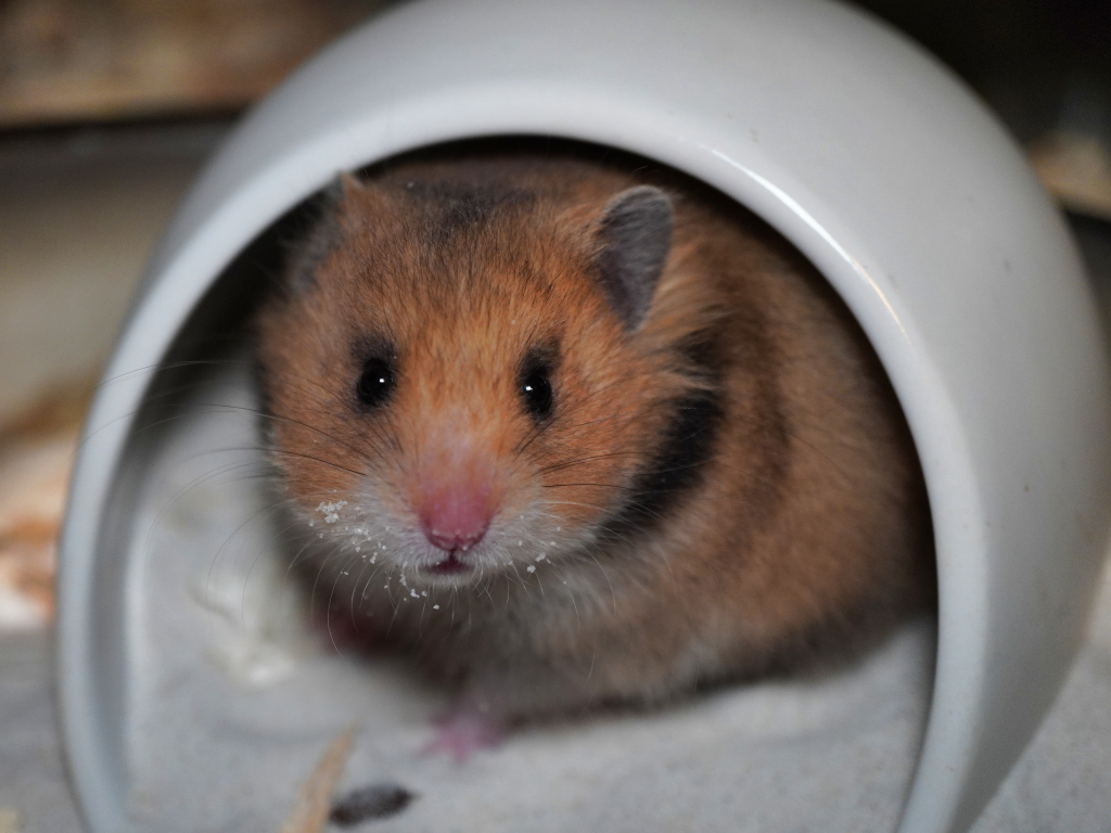 Teddyhamster Walkyra von der Hamsterhilfe Südwest