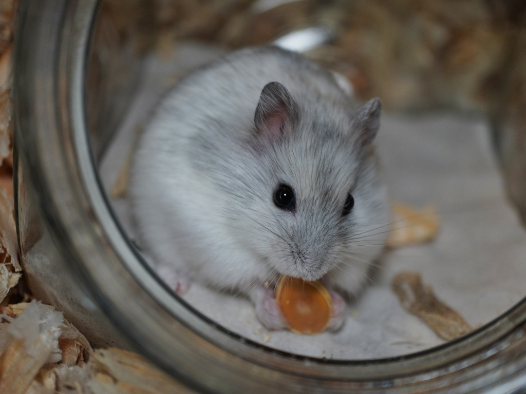 Zwerghamster Baelfire von der Hamsterhilfe Südwest
