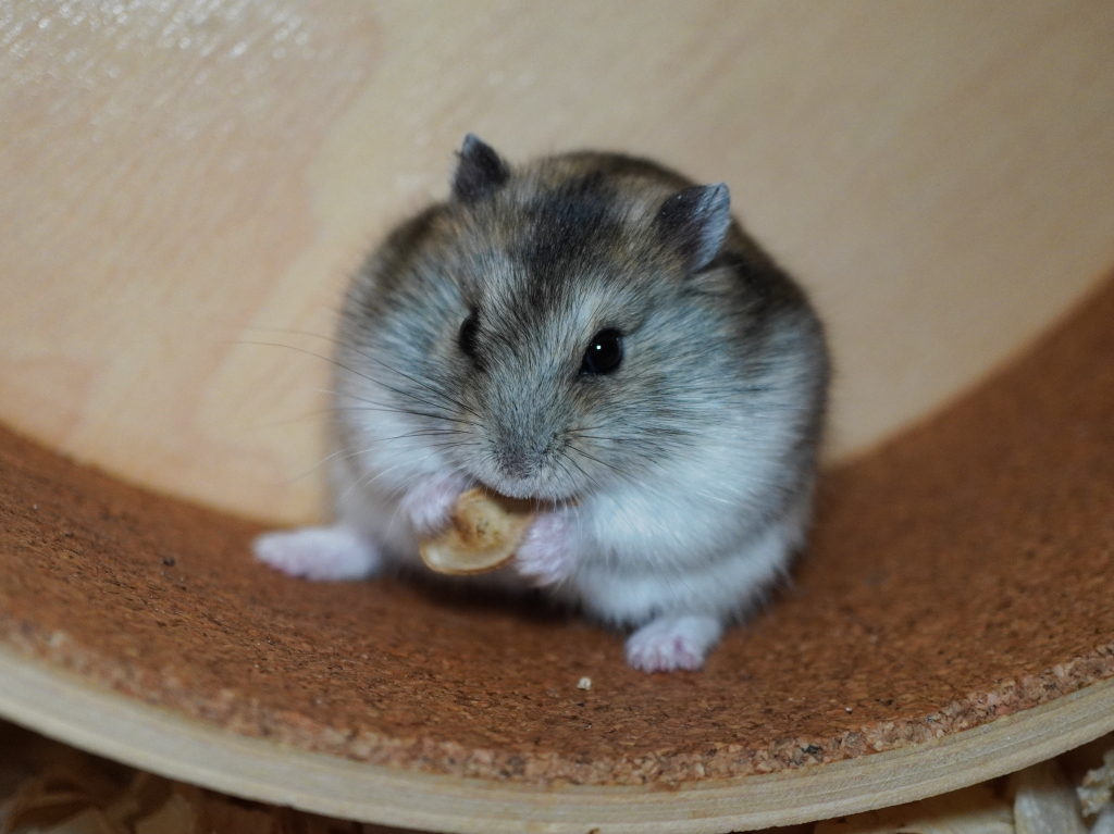 Zwerghamster Broderick von der Hamsterhilfe Südwest