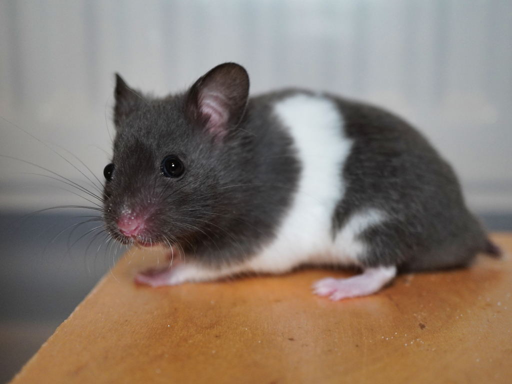 Goldhamster Sherlock von der Hamsterhilfe Südwest