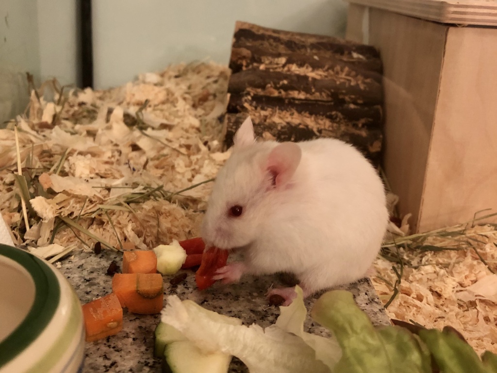 Safia Goldhamster Hamsterhilfe Südwest