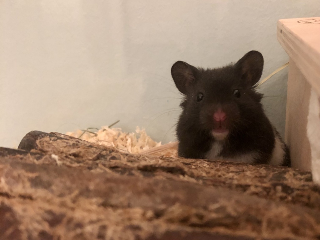 Selma Goldhamster Hamsterhilfe Südwest