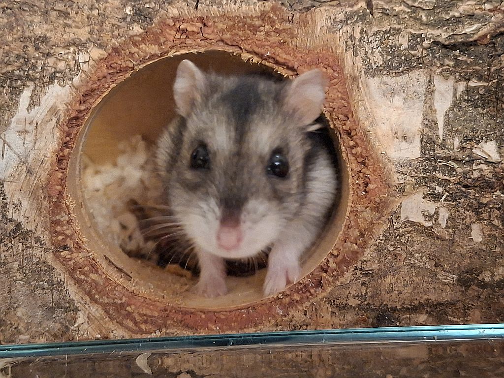 Hamsterhilfe Südwest Dsungaren-Hybrid Agouti