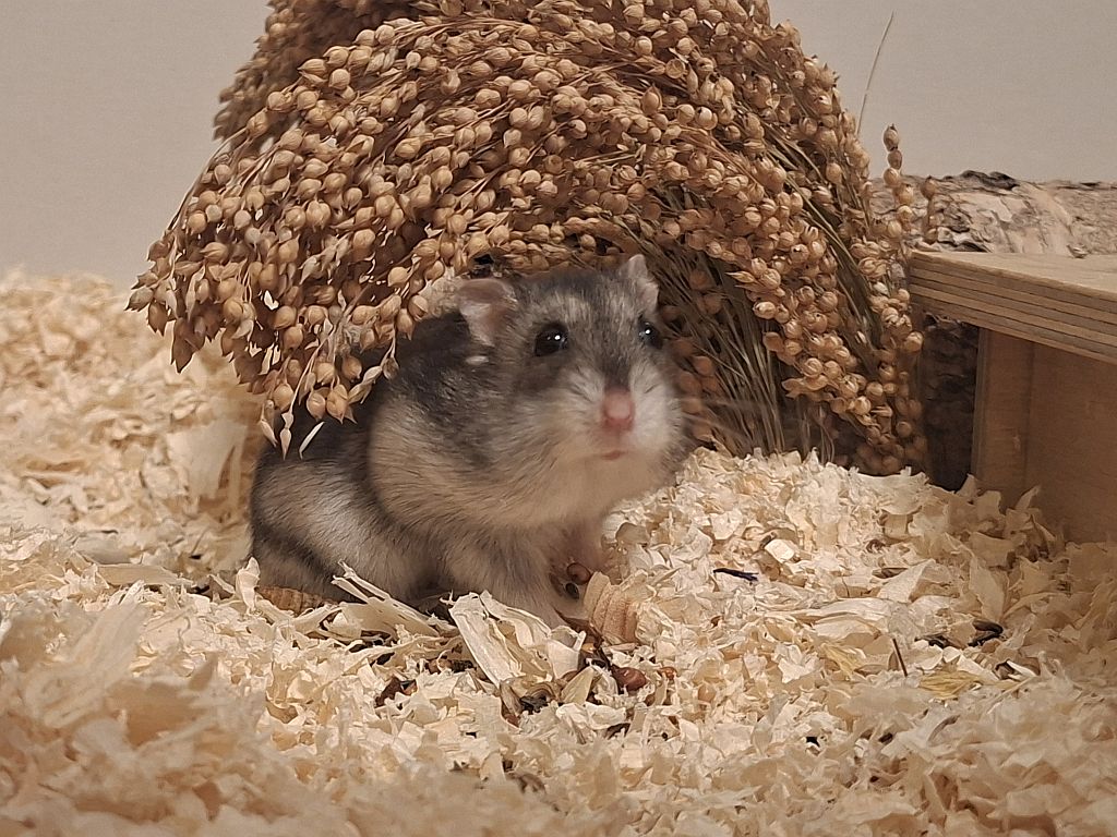 Hamsterhilfe Südwest Dsungaren-Hybrid Agoouti