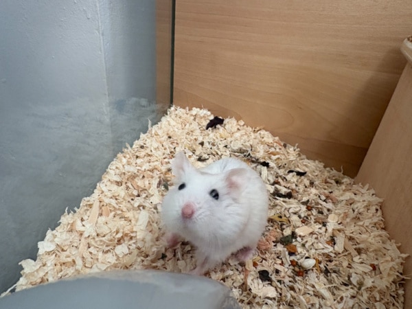 Robo Hamsterhilfe Südwest
