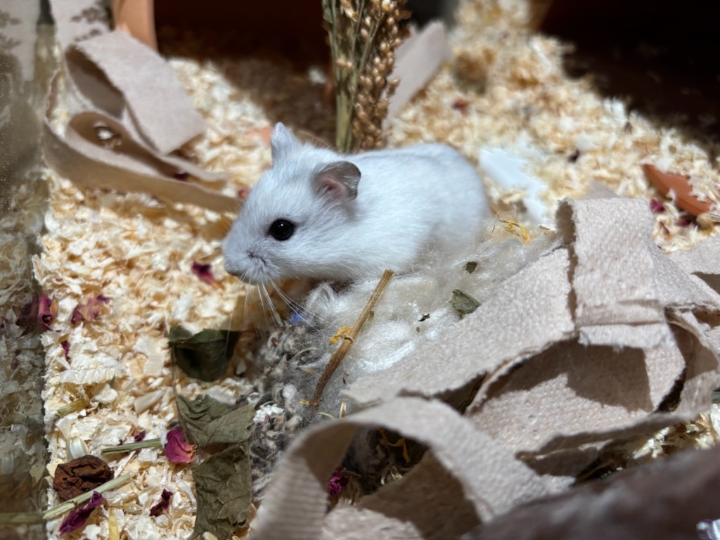 Hamsterhilfe Südwest Wanka