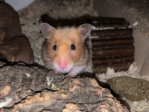 Liesel, Goldhamster, Hamsterhilfe Südwest