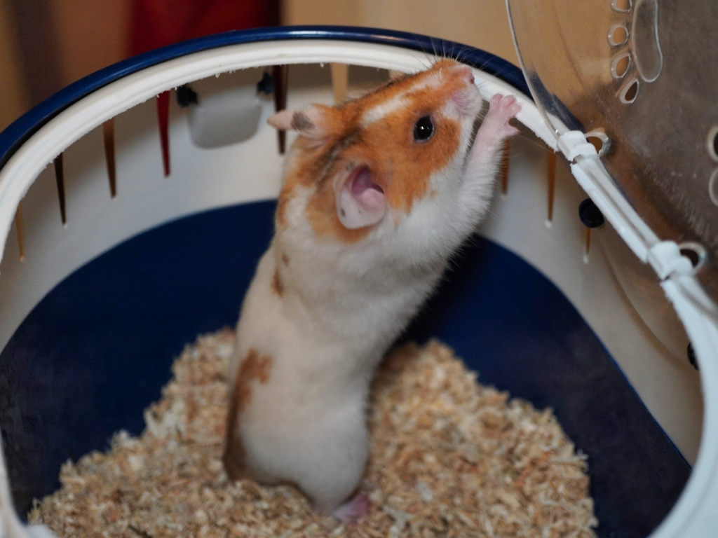 Goldhamster Bentley von der Hamsterhilfe Südwest