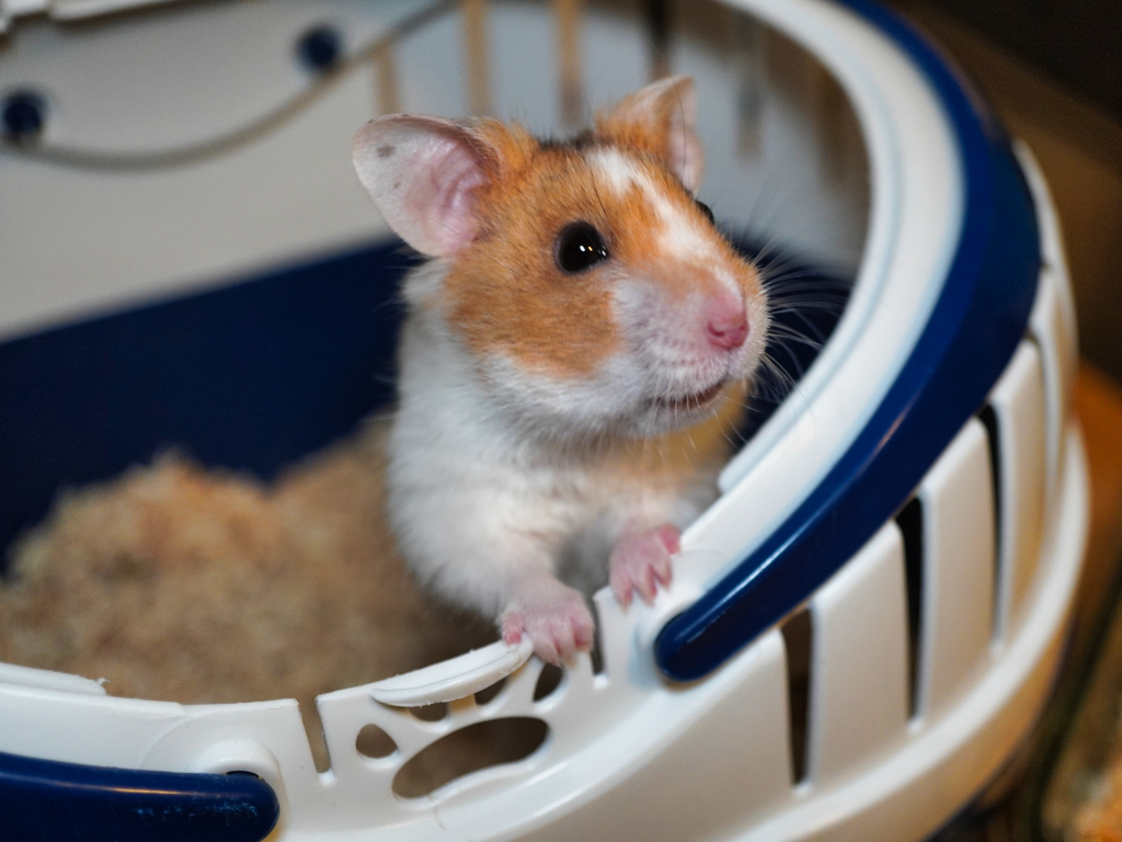 Goldhamster Bentley von der Hamsterhilfe Südwest
