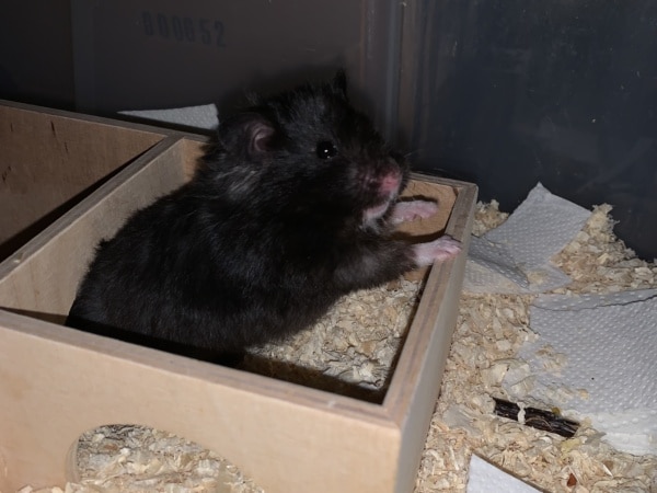 Galatea, Teddyhamster, weiblich, Black, Hamsterhilfe Südwest
