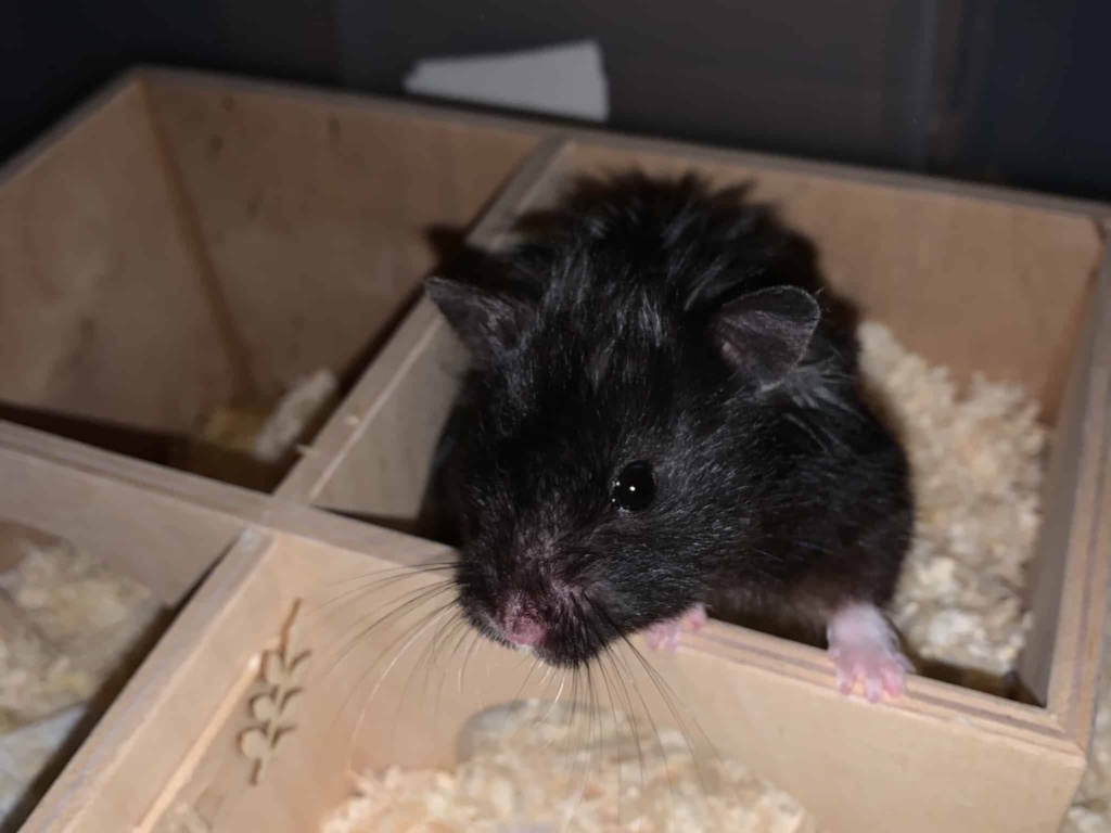 Galatea, Teddyhamster, Black, Hamsterhilfe Südwest