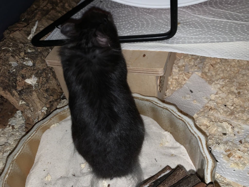 Galatea, Teddyhamster, Black, Hamsterhilfe Südwest