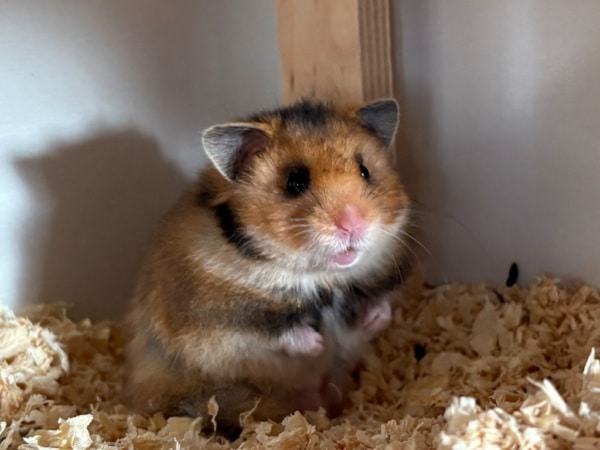 Teddyhamster Hamsterhilfe Südwest