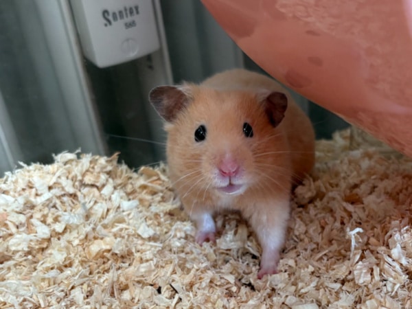 Goldhamster Hamsterhilfe Südwest