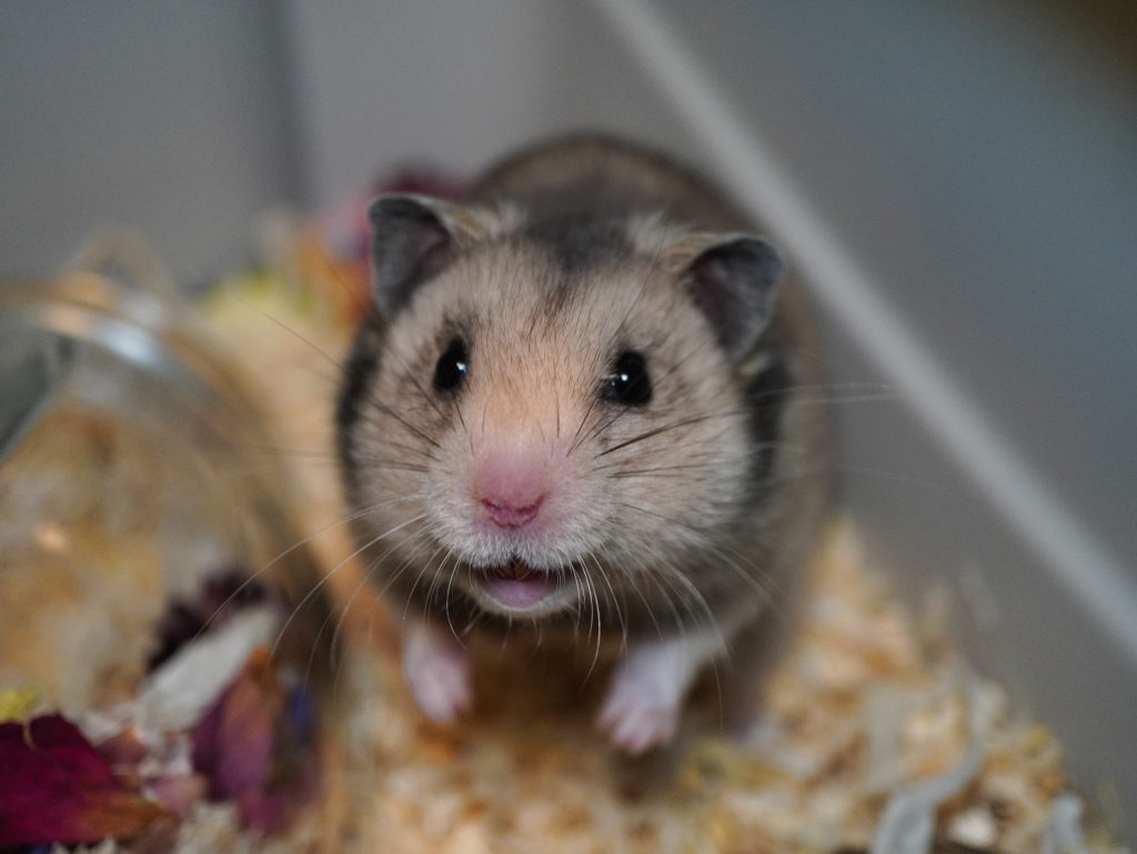 Goldhamster Ted von der Hamsterhilfe Südwest
