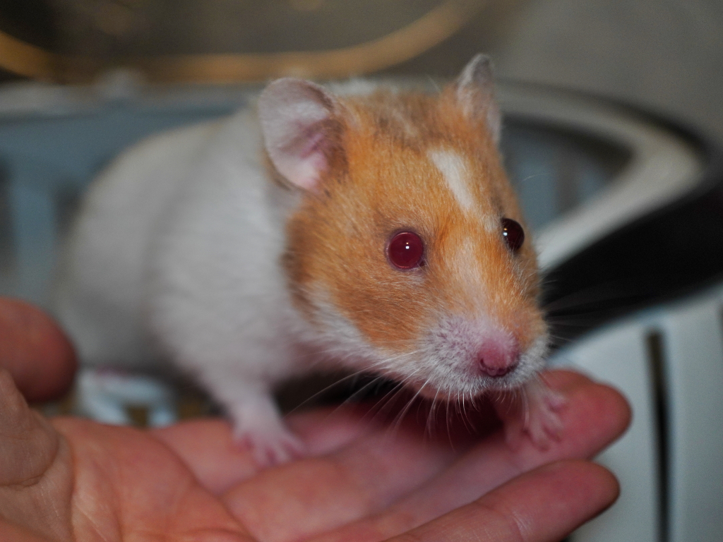 Goldhamster Trouble von der Hamsterhilfe Südwest