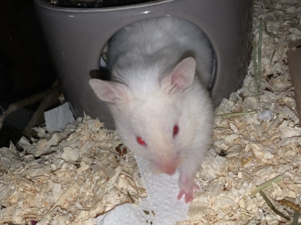 Britta, Teddyhamster, Ivory Banded, Hamsterhilfe Südwest