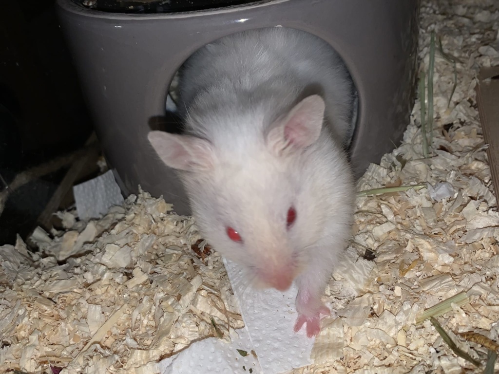 Britta, Teddyhamster, Ivory Banded, Hamsterhilfe Südwest