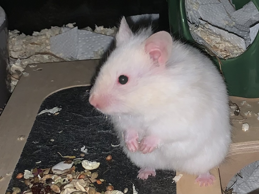 Britta, Teddyhamster, Ivory Banded, Hamsterhilfe Südwest