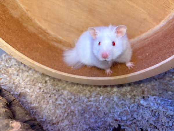 Teddyhamster Hamsterhilfe Südwest