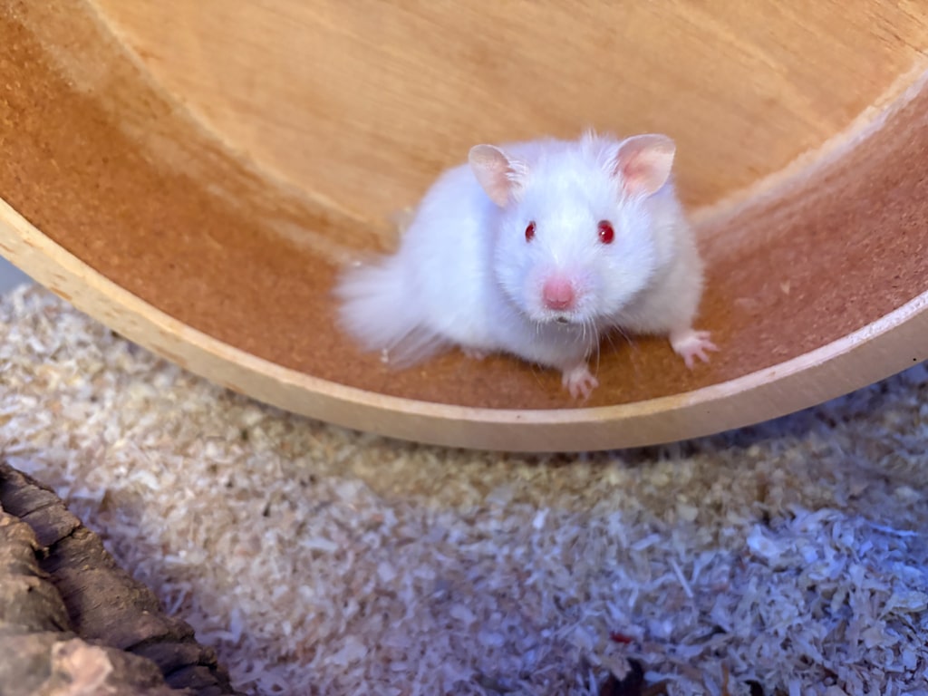 Teddyhamster Hamsterhilfe Südwest