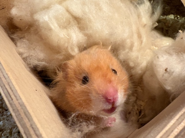 Teddyhamster Hamsterhilfe Südwest
