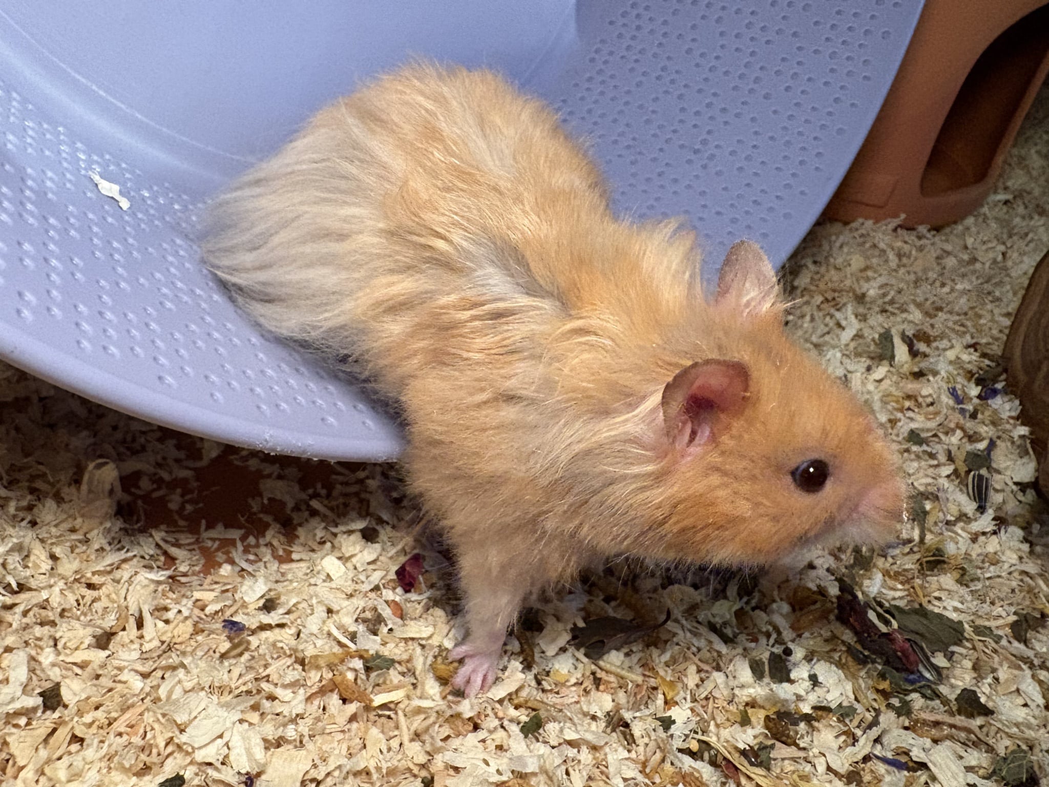 Teddyhamster Hamsterhilfe Südwest