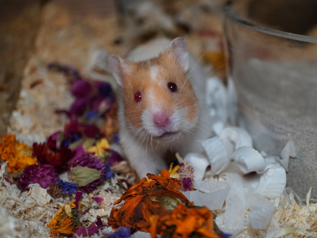 Goldhamster Trouble von der Hamsterhilfe Südwest