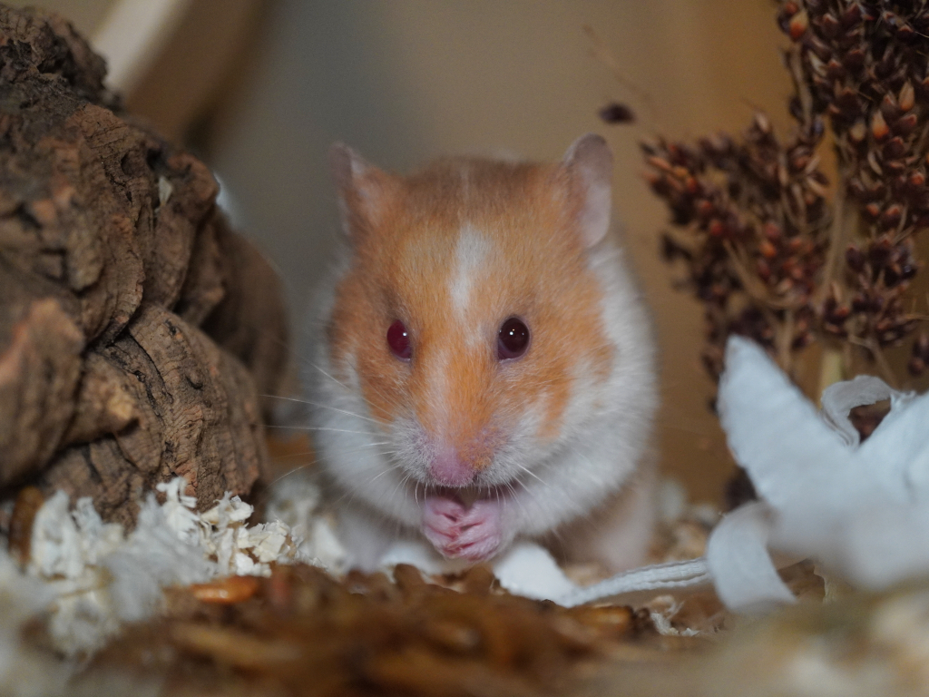 Goldhamster Trouble von der Hamsterhilfe Südwest