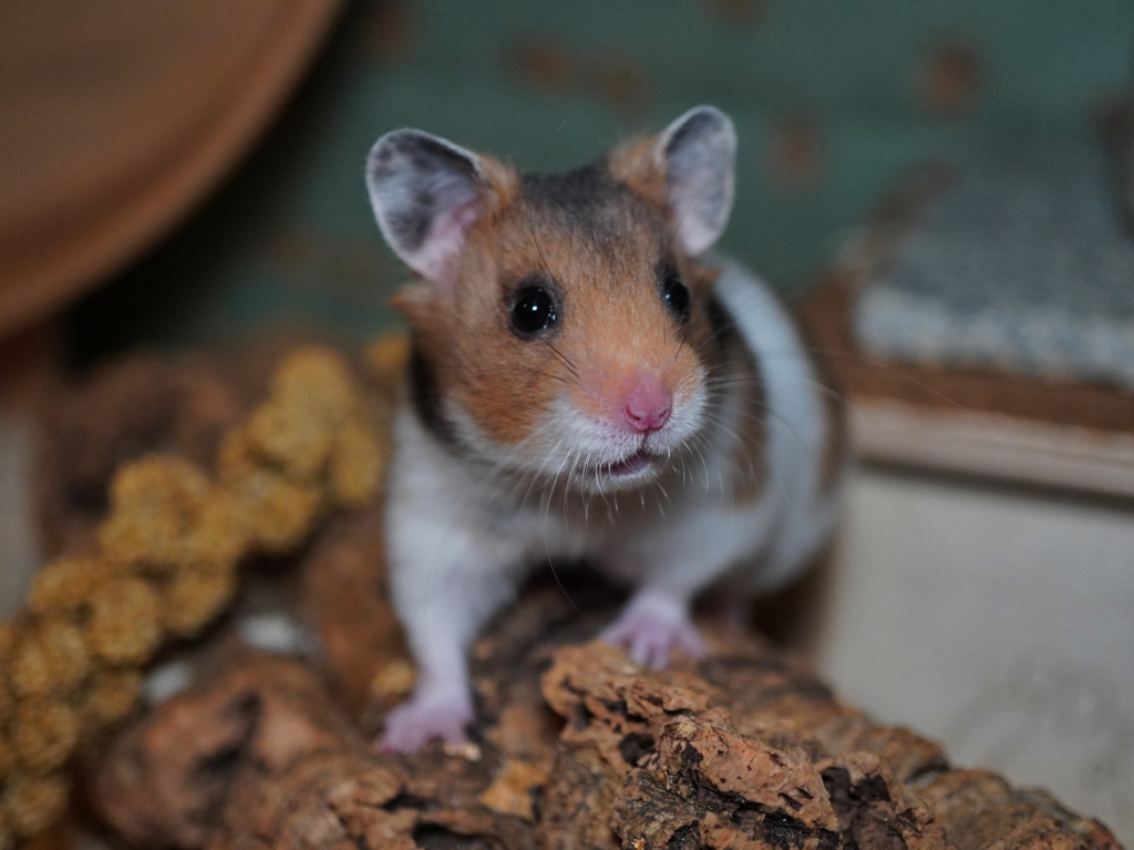 Goldhamster Wendy der Hamsterhilfe Südwest