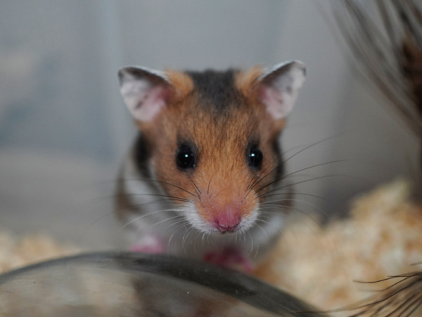 Goldhamster Winifred der Hamsterhilfe Südwest