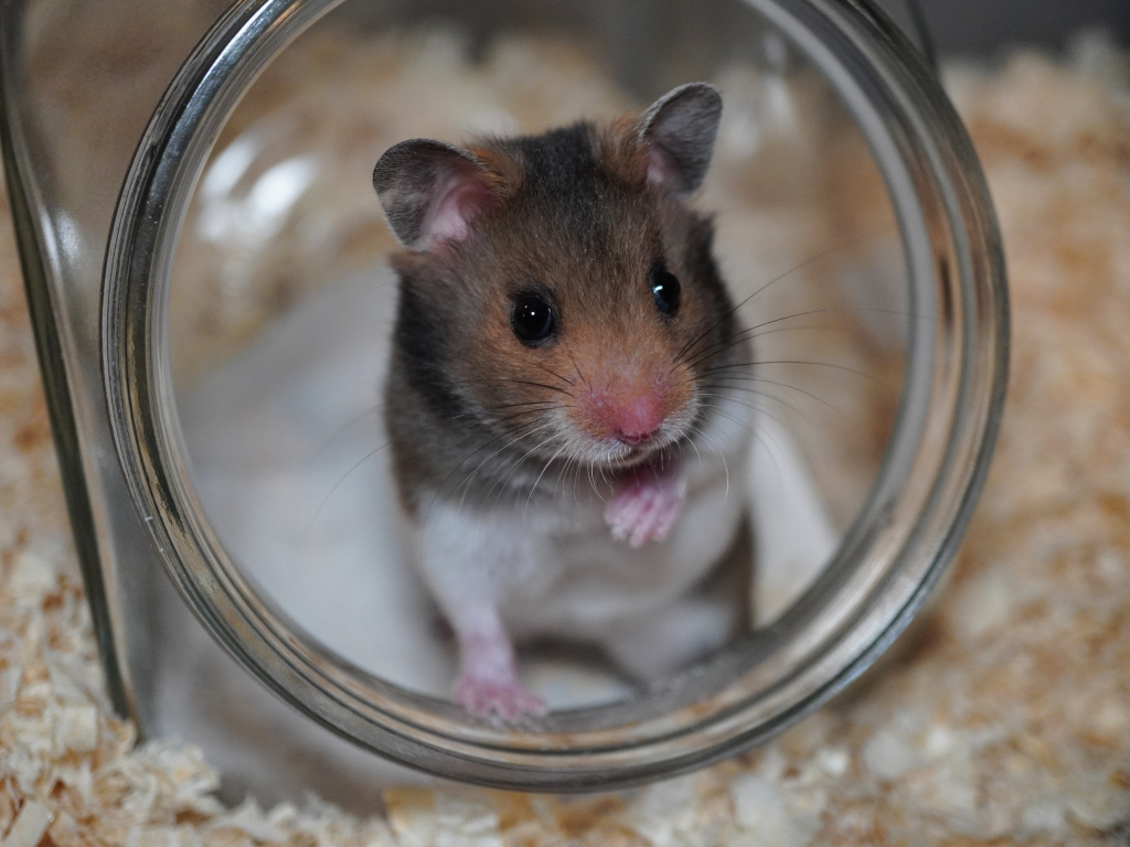 Goldhamster Winter der Hamsterhilfe Südwest