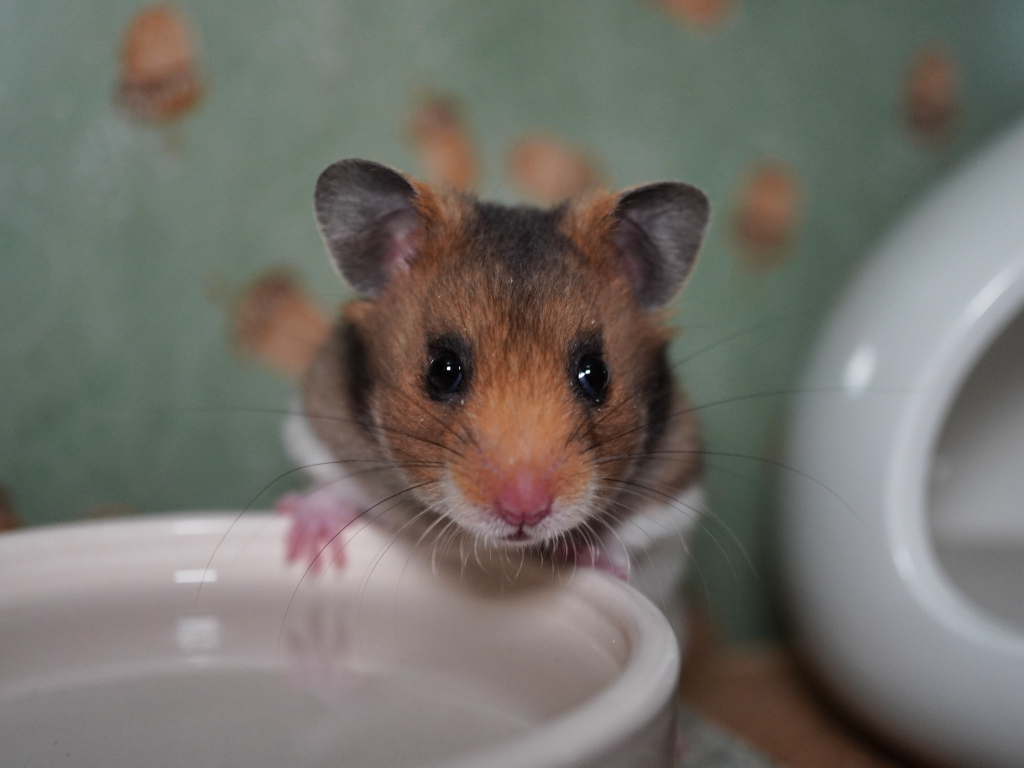 Goldhamster Wisteria der Hamsterhilfe Südwest