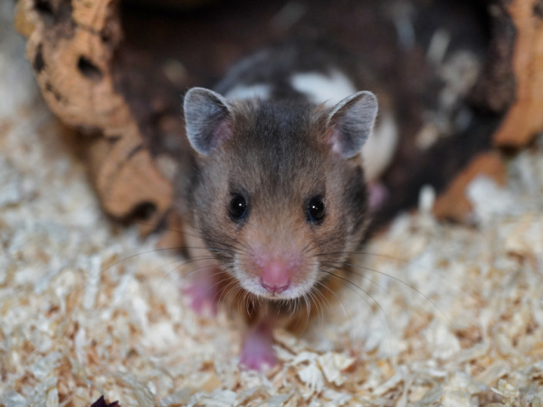 Goldhamster Wren der Hamsterhilfe Südwest