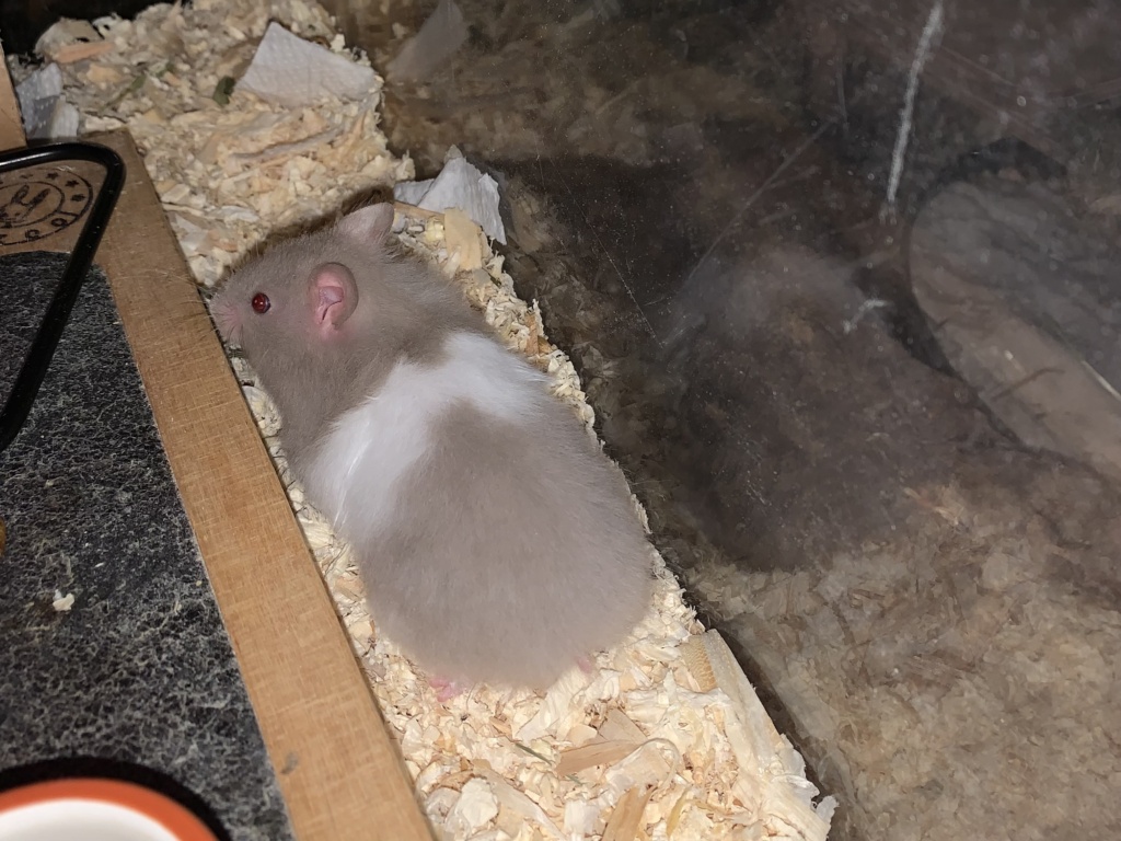 Belinda, Teddyhamster, Dove Banded, Hamsterhilfe Südwest