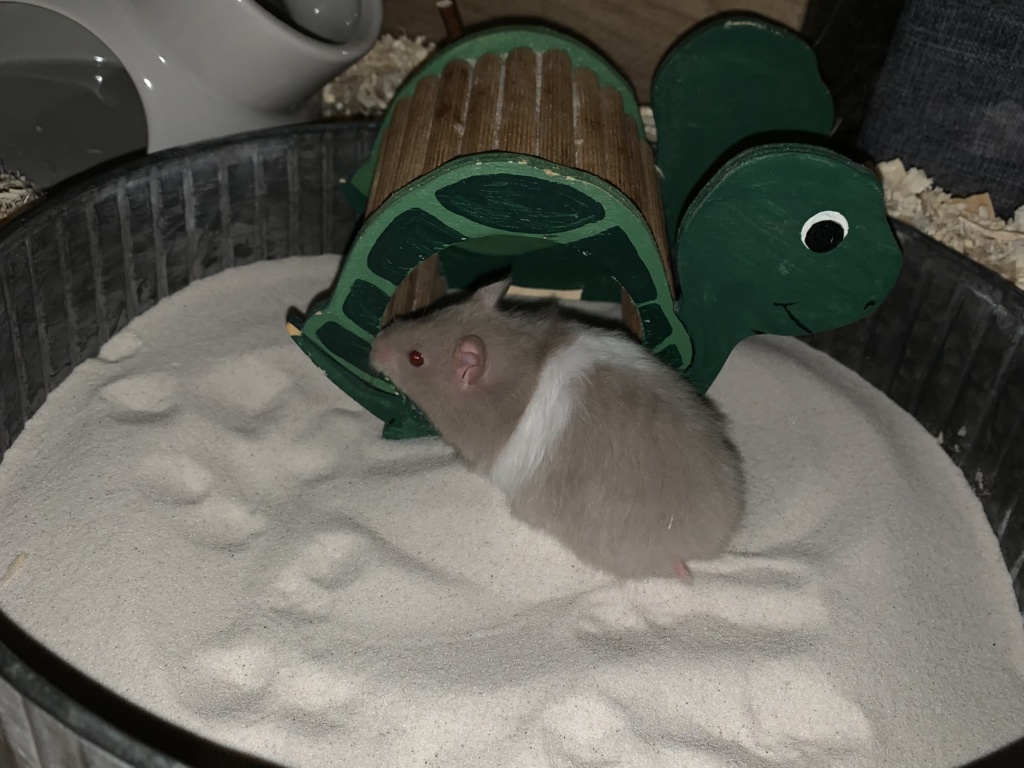 Belinda, Teddyhamster, Dove Banded, Hamsterhilfe Südwest