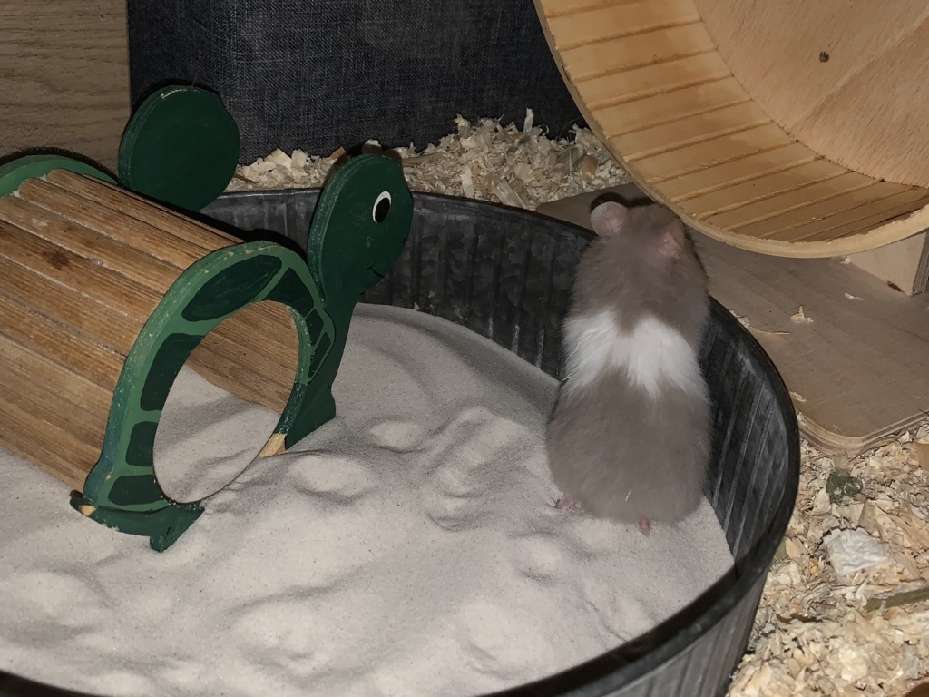 Belinda, Teddyhamster, Dove Banded, Hamsterhilfe Südwest