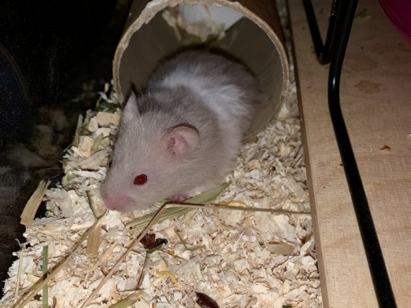 Belinda, Teddyhamster, Dove Banded, Hamsterhilfe Südwest