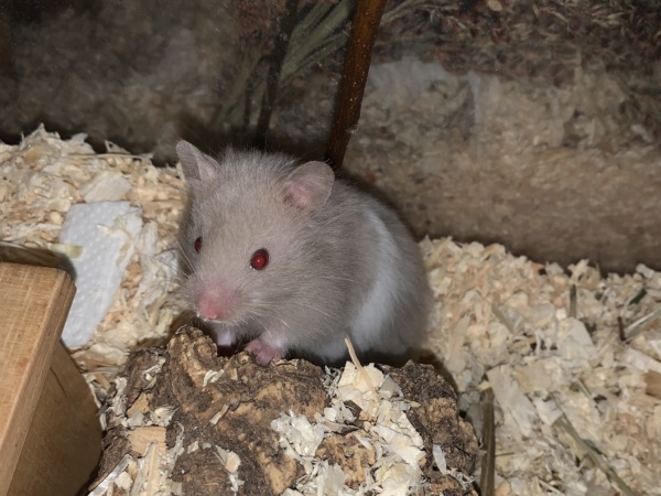 Benedikta, Teddyhamster, Dove Banded, Hamsterhilfe Südwest