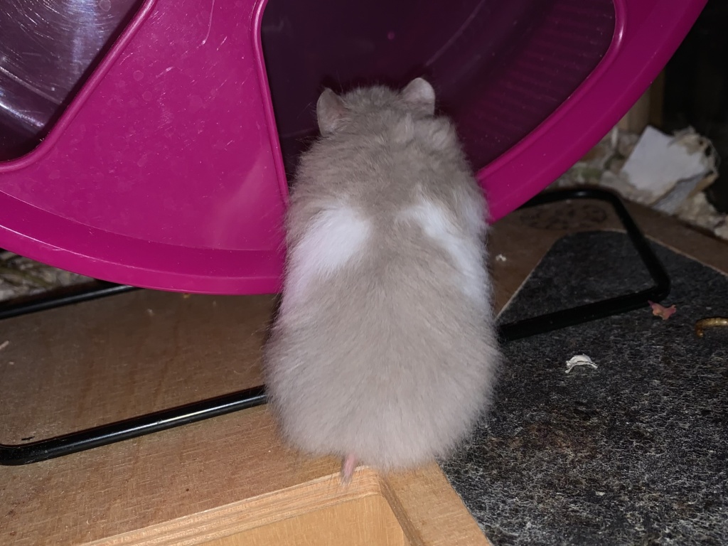 Benedikta, Teddyhamster, Dove Banded, Hamsterhilfe Südwest