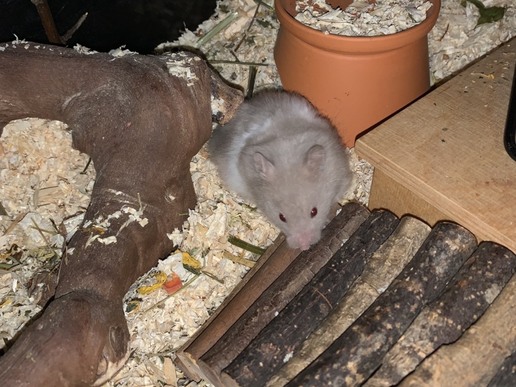 Benedikta, Teddyhamster, Dove Banded, Hamsterhilfe Südwest