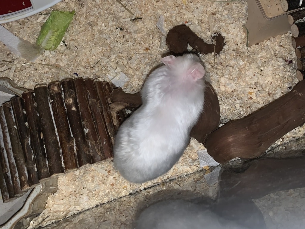 Magda, Teddyhamster, RE Ivory Satin, Hamsterhilfe Südwest