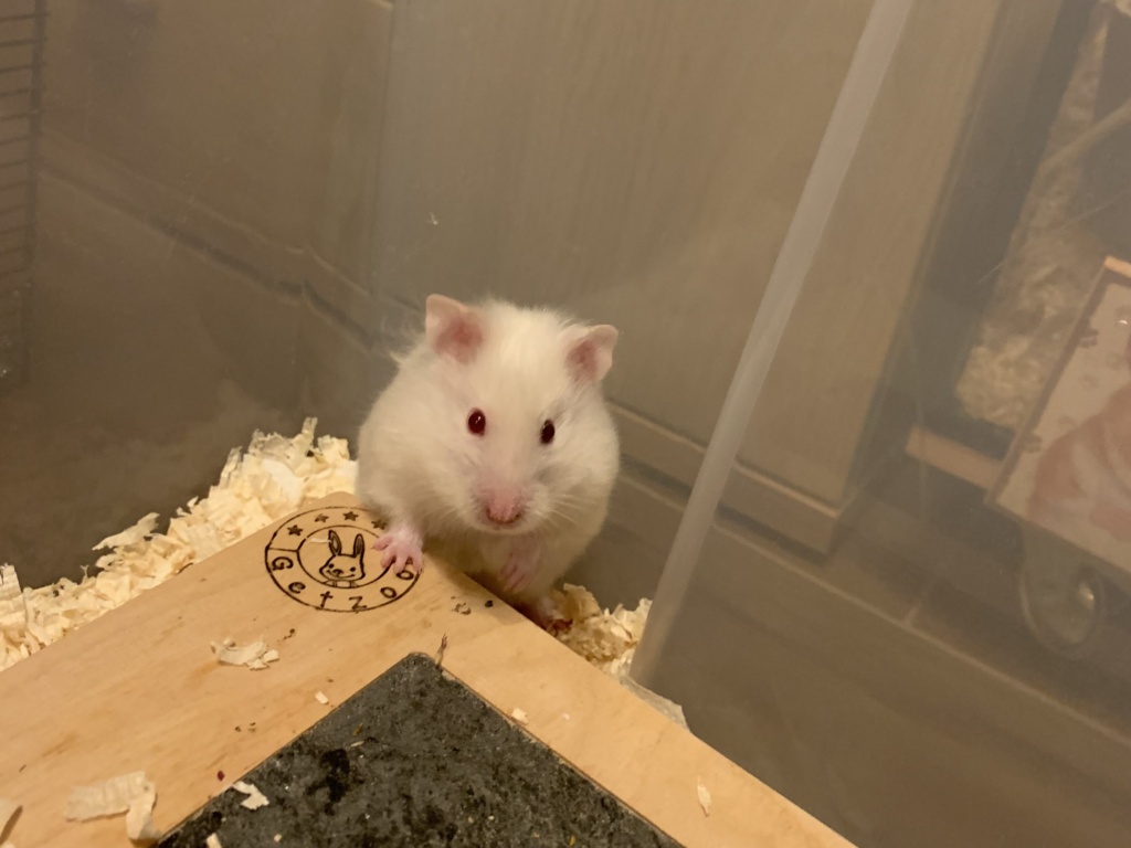 Magda, Teddyhamster, RE Ivory Satin, Hamsterhilfe Südwest