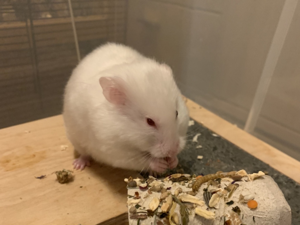 Magda, Teddyhamster, RE Ivory Satin, Hamsterhilfe Südwest
